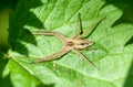 Invertebrate portrait spider on nettle leaf