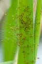 Invertebrate portrait spiderlings Royalty Free Stock Photo