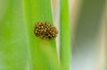 Invertebrate portrait spiderlings Royalty Free Stock Photo