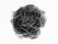 Inverted Black & White Rose 002 Royalty Free Stock Photo
