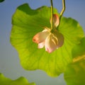 Inverted image of lotus flower and leave