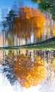 An inverted reflection in the water of a pond of yellow autumn maple. Park, nature
