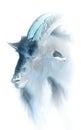 Inverted Evil looking goat Royalty Free Stock Photo