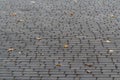 Inverted sidewalk paving with fallen yellow maple leaves