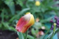 Inverted tulip