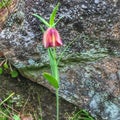 inverted tulip