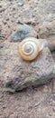 The invertibrate animal is snail. Royalty Free Stock Photo