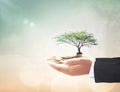 Businessman hand holding big tree and stack of coins Royalty Free Stock Photo
