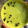 Investigating tadpoles Royalty Free Stock Photo