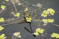 Investigation of the process of reproduction of small river dragonflies.