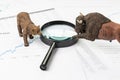 Investment bear and bull stock market concept, magnifying glass Royalty Free Stock Photo