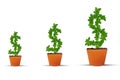 Investment Money Growth, Dollar Money Plant Symbol