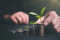 Investor hand with coin and plant growing putting coins to stacking for money saving profit and business investment growth concept