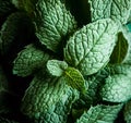 Peppermint Aromatherapy Oil