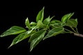 Invigorating Mate leaf natural plant. Generate Ai