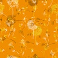 Invigorating orange dandelions. Royalty Free Stock Photo