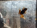Invisible frog on wondow Royalty Free Stock Photo