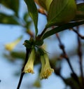 Invisible, but interesting fluffy flowers of honeysuckle.