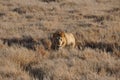 An old male lion approaching from the high grass Royalty Free Stock Photo