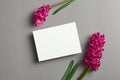 Invitation or greeting card mockup with spring hyacinth flowers on grey paper background Royalty Free Stock Photo