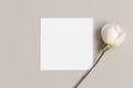 Invitation square card mockup with a rose on a beige table