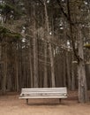 Inviting bench in woodland, no people, vertical image.