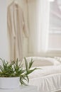 Inviting home bedroom interior with soft, luxurious and harmonious decoration. Aloe vera plant on foreground and a bathrobe