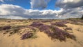 Inviting landscape scene of heathland