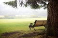 Inviting Bench Beneath A Tree in A Park