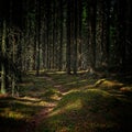 Inviting path deep in the beautiful forest