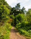 Inviting path under green trees, Concept of rambling and enjoying countryside