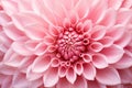 Inviting Pink flower closeup. Generate Ai Royalty Free Stock Photo