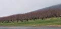 Inviting roll of Apple trees in breeze in orchard in New England in autumn Royalty Free Stock Photo