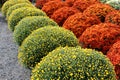 Huge assortment of colorful healthy Fall Hardy Mums and potted plants on display at market