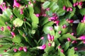 Gorgeous Christmas cactus with pink buds ready to open under warmth of sun in window of home Royalty Free Stock Photo
