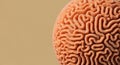 Close up of Brain Coral Texture Ocean Marine Life Abstract Design Background Royalty Free Stock Photo