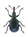 Involvulus caeruleus