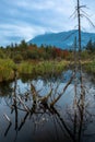 Inzeller Filz, a high moor near Inzell Royalty Free Stock Photo