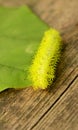 IO caterpillar closeup with stinging venom spines