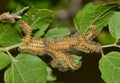 Io caterpillars (Automeris io) as young instars in their nest.