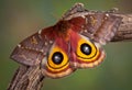 IO Moth Royalty Free Stock Photo