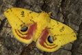 Io moth - Automeris io