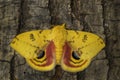 Io moth - Automeris io