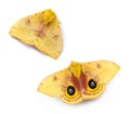 Io Moth Royalty Free Stock Photo