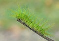 Io moth caterpillar