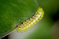 Io Moth Caterpillar