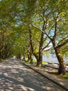 ioannina city lake area with platanus trees on ring road of lake pamvotis greece Royalty Free Stock Photo