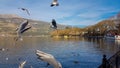 Ioannina or giannena city in greeece birds gull flying on the lake in winter season