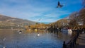 Ioannina or giannena city in greeece birds gull flying on the lake in winter season