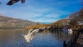 Ioannina or giannena city in greeece birds gull flying on the lake in winter season